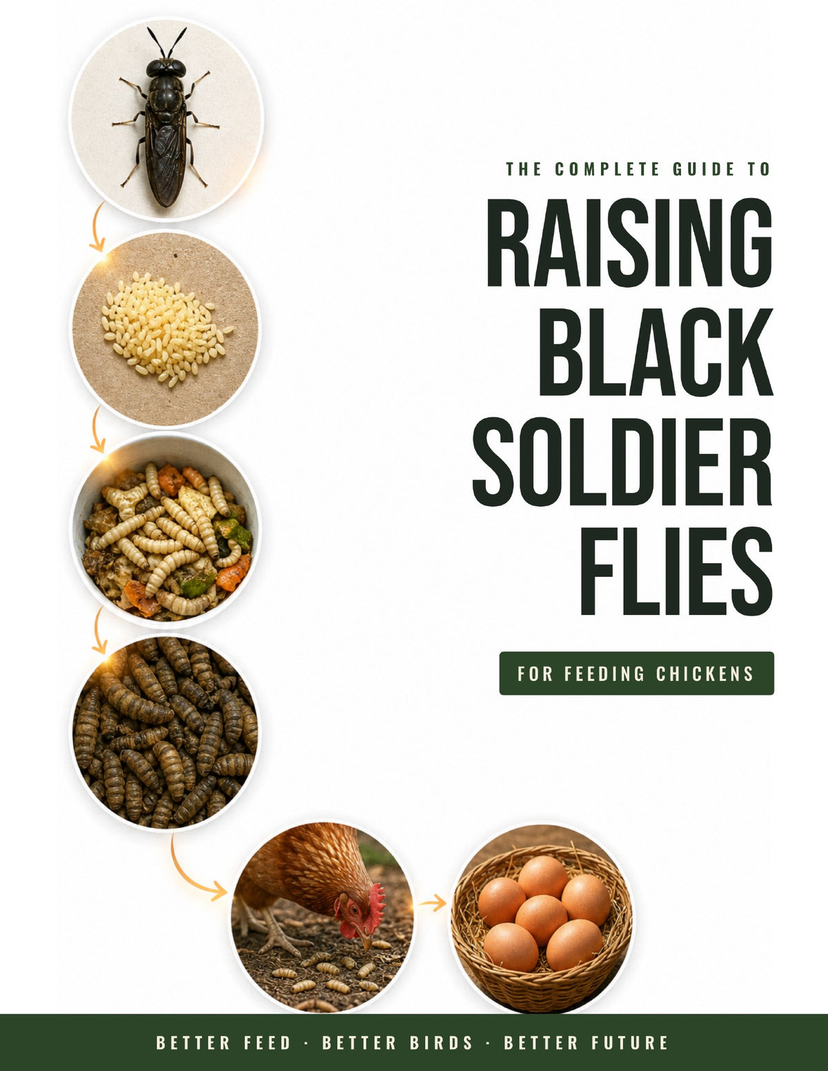 Black Soldier Fly Homestead Guide: Raise larvae on kitchen scraps for chicken feed · Alt Ordo Systems Guide: cover