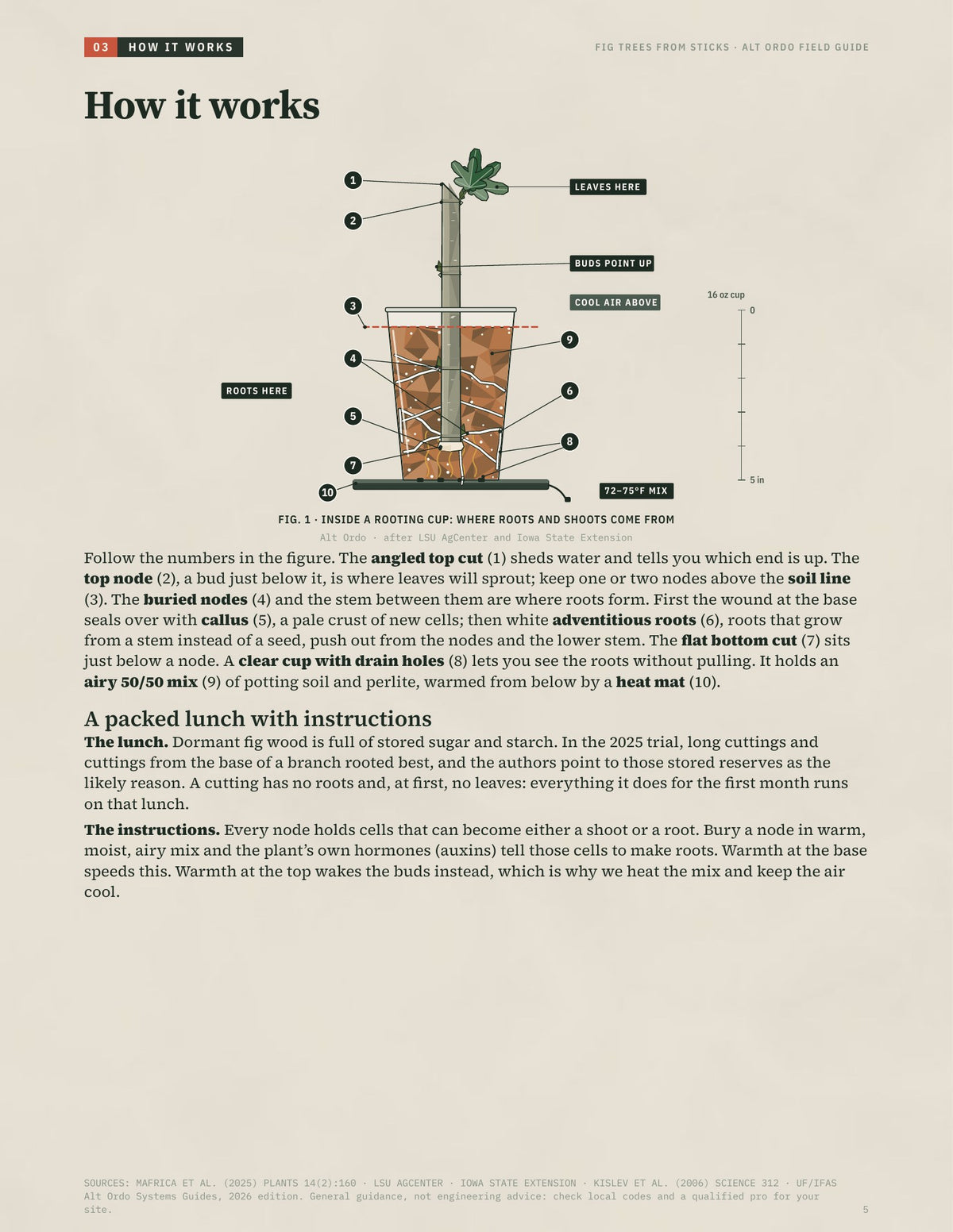 Fig Trees From Sticks: Root fig and elderberry cuttings, grow trees, sell them · Alt Ordo Systems Guide: inside pages